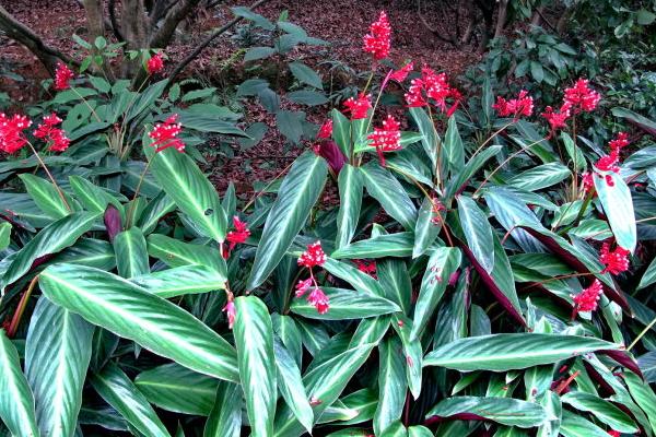 紫背竹芋开花吗 紫背竹芋什么时候开花(几月)