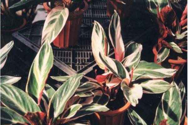 紫背竹芋开花吗 紫背竹芋什么时候开花(几月)