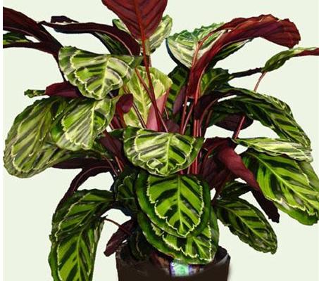 紫背竹芋开花吗 紫背竹芋什么时候开花(几月)