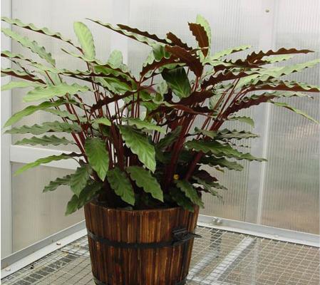 紫背竹芋开花吗 紫背竹芋什么时候开花(几月)