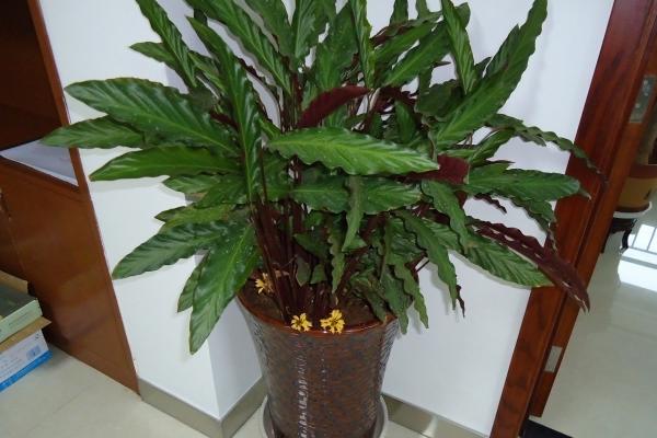 紫背竹芋开花吗 紫背竹芋什么时候开花(几月)