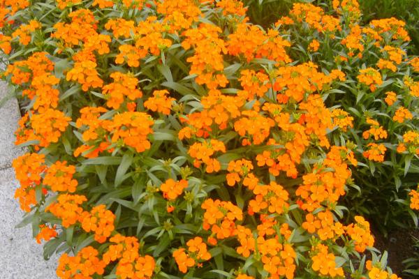 桂竹香好种吗 桂竹香种植方法与注意事项