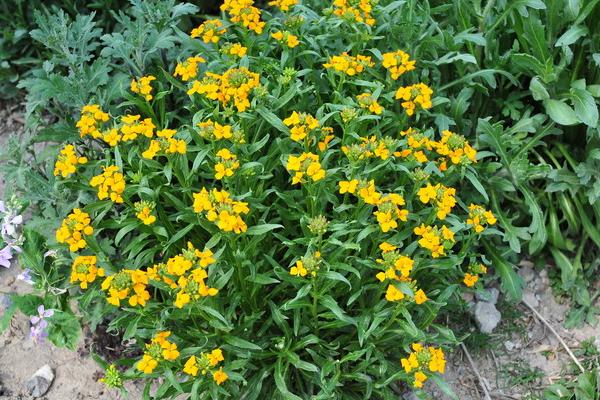 桂竹香好种吗 桂竹香种植方法与注意事项