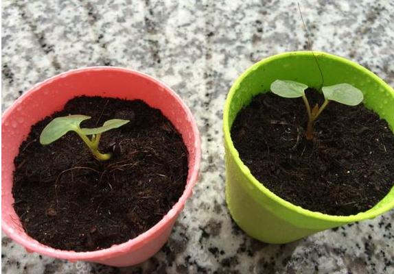 紫茉莉种子怎么种 紫茉莉什么时候播种(几月)