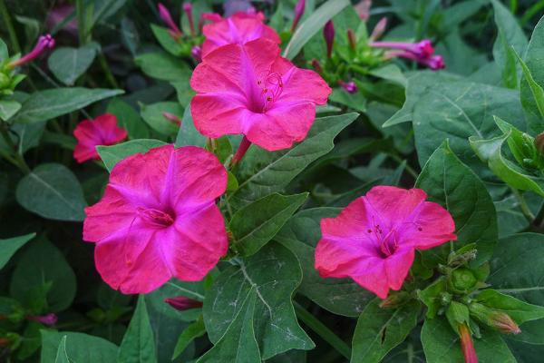 紫茉莉种子怎么种 紫茉莉什么时候播种(几月)