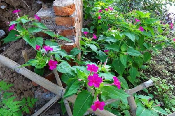 紫茉莉种子怎么种 紫茉莉什么时候播种(几月)