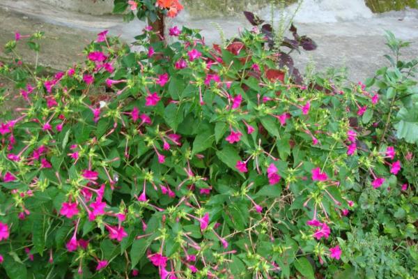 紫茉莉种子怎么种 紫茉莉什么时候播种(几月)