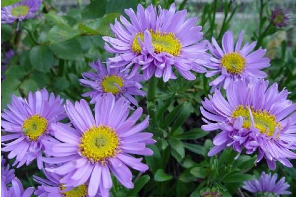 翠菊图片大全 翠菊花语及寓意