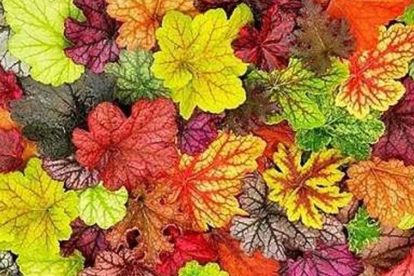 矾根可以在室内种植吗 矾根吸甲醛吗