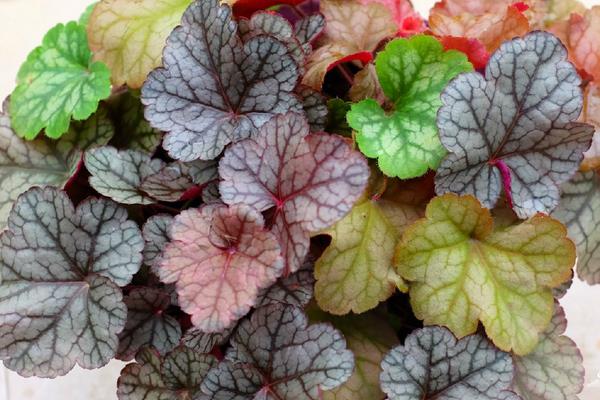 矾根可以在室内种植吗 矾根吸甲醛吗