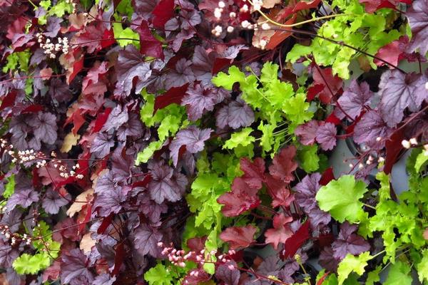 矾根图片大全 矾根品种大全