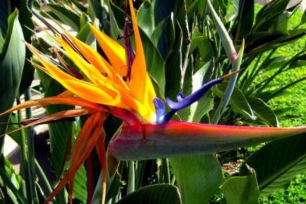 鹤望兰和天堂鸟的区别是什么 鹤望兰繁殖方法