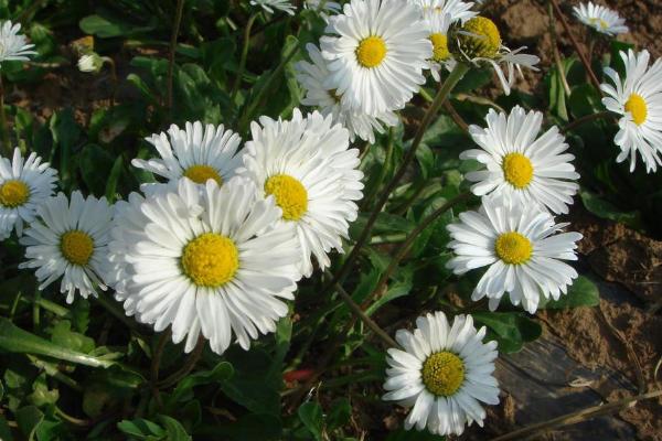白晶菊和纽扣菊的区别是什么 白晶菊养多久可以开花