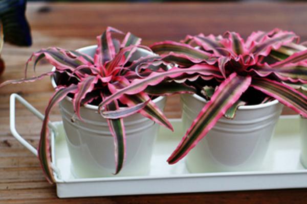 姬凤梨怎么养 姬凤梨养殖方法与注意事项