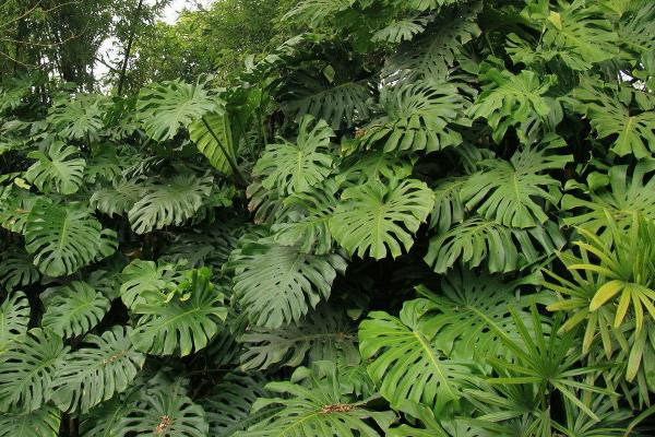 春羽叶子发黄怎么办  春羽叶子腐烂怎么办