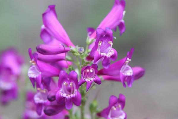 钓钟柳种子市场价格多少钱一斤 钓钟柳的养殖方法和注意事项