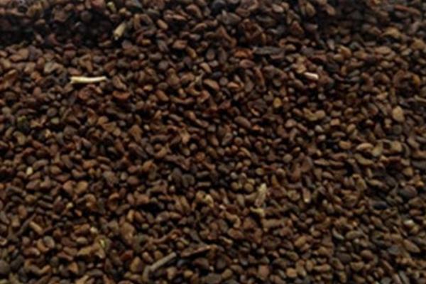 钓钟柳种子市场价格多少钱一斤 钓钟柳的养殖方法和注意事项