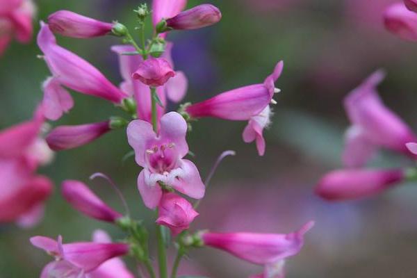 钓钟柳种子市场价格多少钱一斤 钓钟柳的养殖方法和注意事项