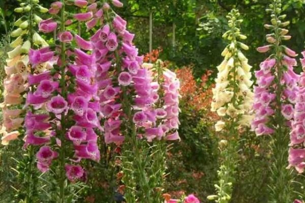 钓钟柳种子市场价格多少钱一斤 钓钟柳的养殖方法和注意事项