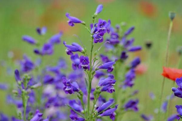 钓钟柳种子市场价格多少钱一斤 钓钟柳的养殖方法和注意事项