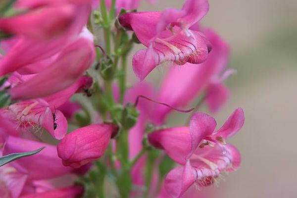 钓钟柳种子市场价格多少钱一斤 钓钟柳的养殖方法和注意事项