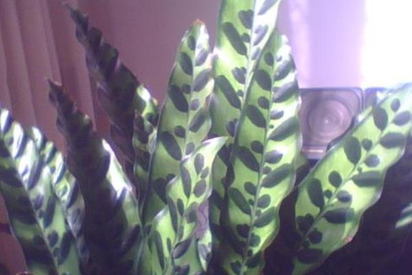 猫眼竹芋图片大全(含开花) 猫眼竹芋花语及寓意