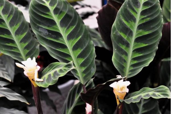 猫眼竹芋图片大全(含开花) 猫眼竹芋花语及寓意