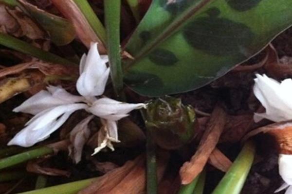 猫眼竹芋图片大全(含开花) 猫眼竹芋花语及寓意