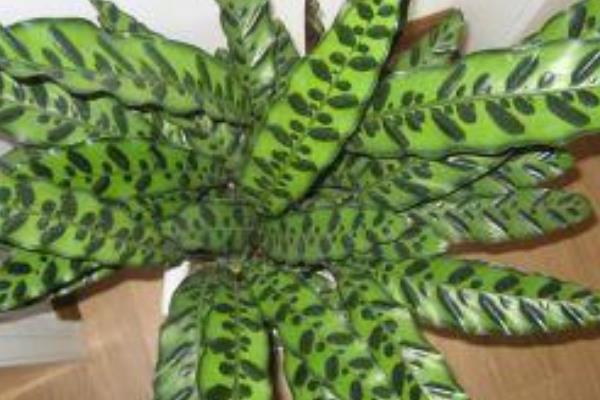 猫眼竹芋图片大全(含开花) 猫眼竹芋花语及寓意