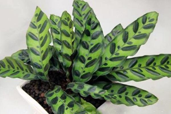 猫眼竹芋图片大全(含开花) 猫眼竹芋花语及寓意