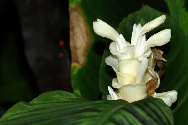 猫眼竹芋图片大全(含开花) 猫眼竹芋花语及寓意