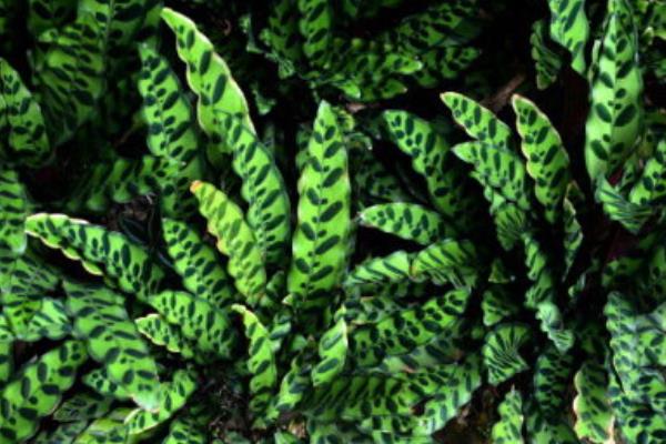 猫眼竹芋图片大全(含开花) 猫眼竹芋花语及寓意