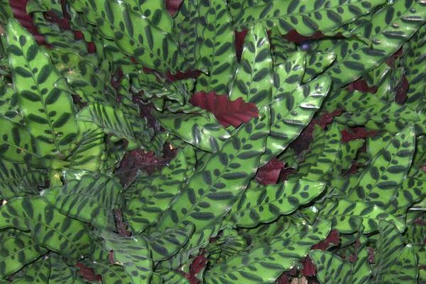 猫眼竹芋图片大全(含开花) 猫眼竹芋花语及寓意