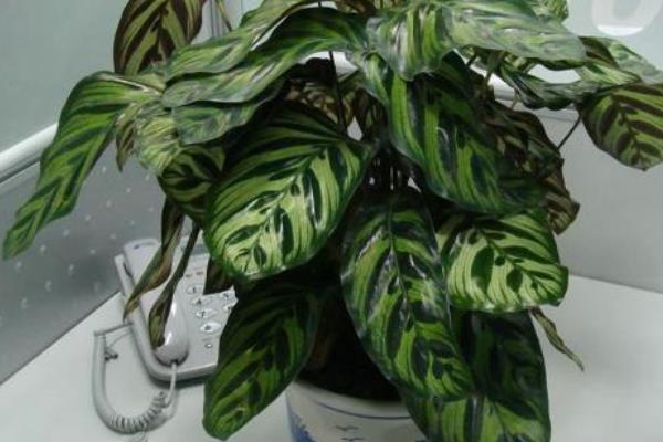 猫眼竹芋图片大全(含开花) 猫眼竹芋花语及寓意