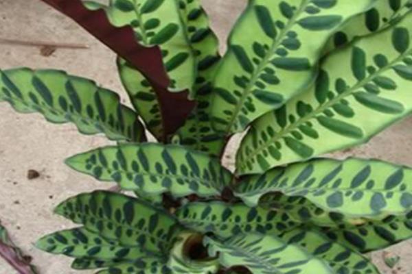 猫眼竹芋图片大全(含开花) 猫眼竹芋花语及寓意