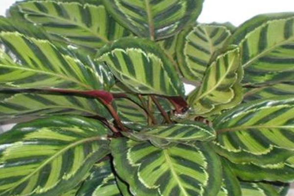 猫眼竹芋图片大全(含开花) 猫眼竹芋花语及寓意