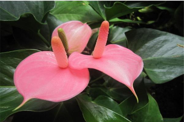 粉掌怎么养 粉掌养殖方法与注意事项