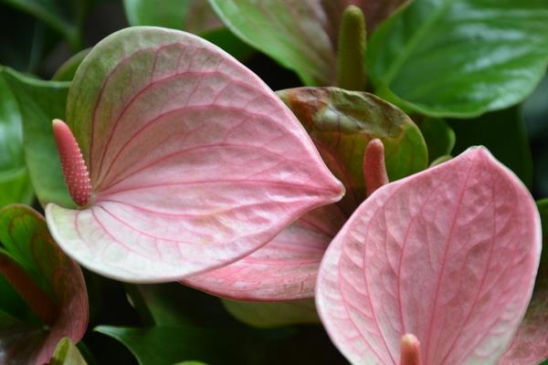 粉掌市场价格多少钱一盆  粉掌的作用