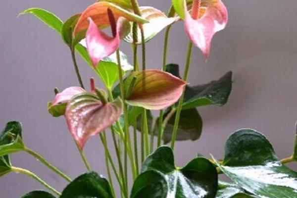 粉掌摆放在家庭哪个位置好(风水作用) 粉掌代表什么意思