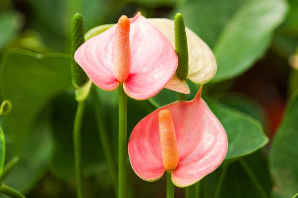 粉掌摆放在家庭哪个位置好(风水作用) 粉掌代表什么意思