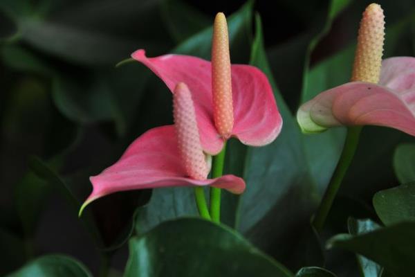 粉掌摆放在家庭哪个位置好(风水作用) 粉掌代表什么意思