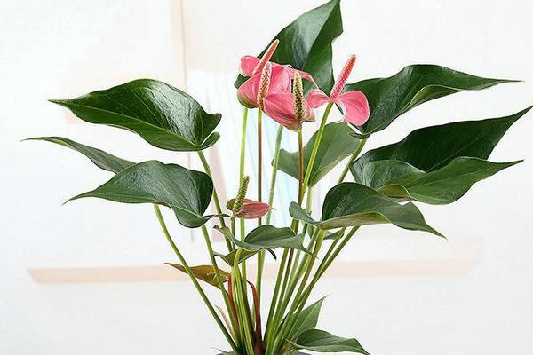 粉掌摆放在家庭哪个位置好(风水作用) 粉掌代表什么意思