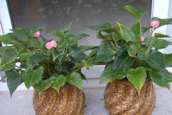 粉掌摆放在家庭哪个位置好(风水作用) 粉掌代表什么意思