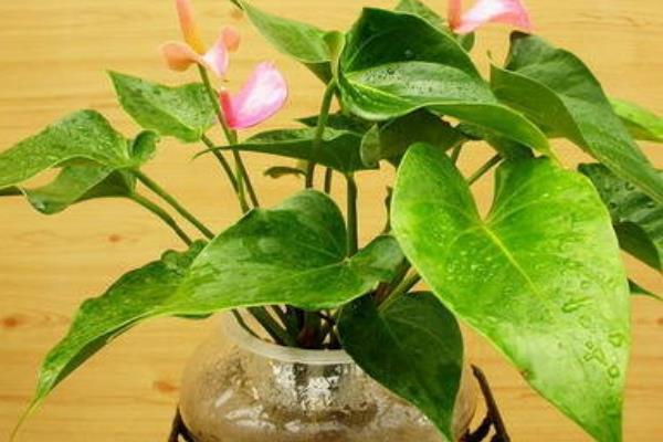 粉掌摆放在家庭哪个位置好(风水作用) 粉掌代表什么意思