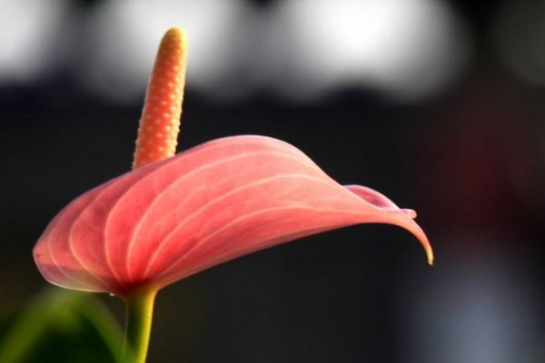 粉掌图片大全 粉掌花语及寓意