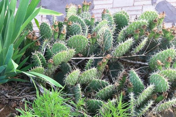 仙人掌变黄了怎么办(原因及处理方法) 仙人掌繁殖方法大全