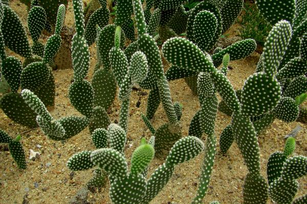 仙人掌变黄了怎么办(原因及处理方法) 仙人掌繁殖方法大全