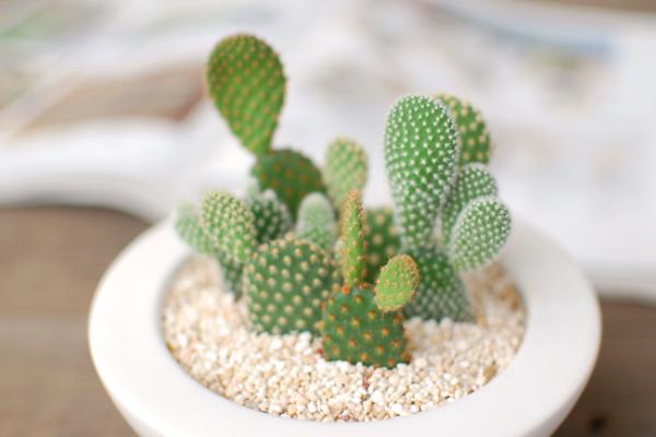 仙人掌变黄了怎么办(原因及处理方法) 仙人掌繁殖方法大全