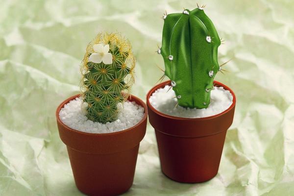 仙人掌变黄了怎么办(原因及处理方法) 仙人掌繁殖方法大全