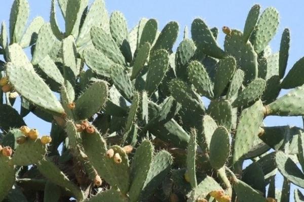 仙人掌变黄了怎么办(原因及处理方法) 仙人掌繁殖方法大全
